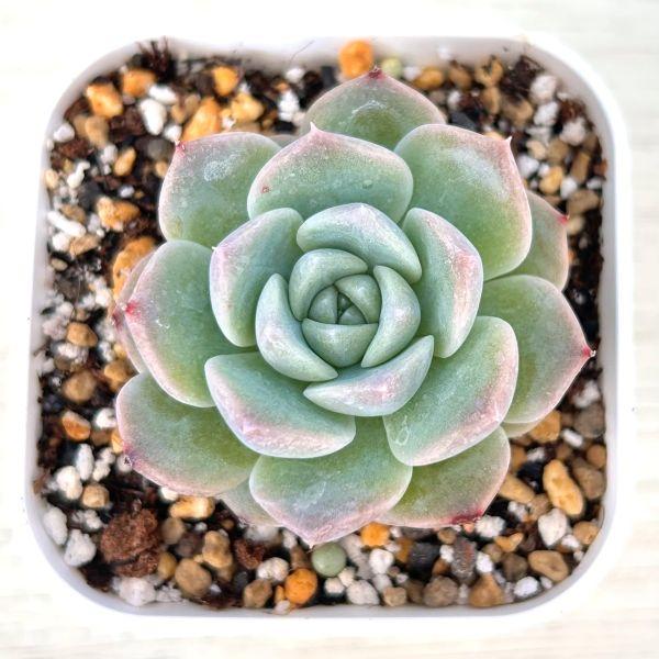 多肉植物 エケベリア ピンクバービー 7.5cmポット苗 : ハニーミント