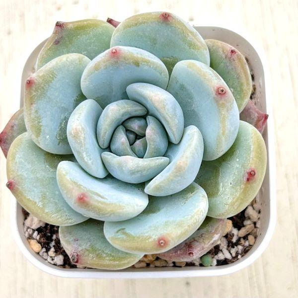 多肉植物 エケベリア モナリザ 7.5cmポット苗 : ハニーミント - 通販