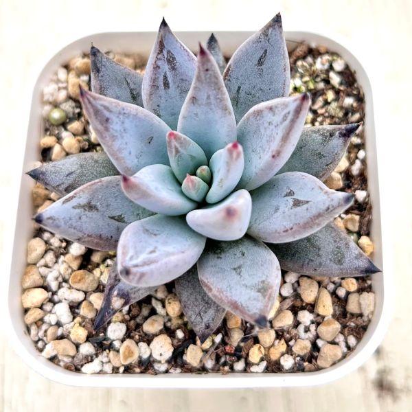 多肉植物 エケベリア アンギキュラータ 7.5cmポット苗 : ハニーミント