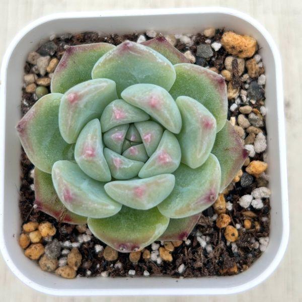 多肉植物 エケベリア ホワイトプルドシュガー 7.5cmポット苗 : ハニー