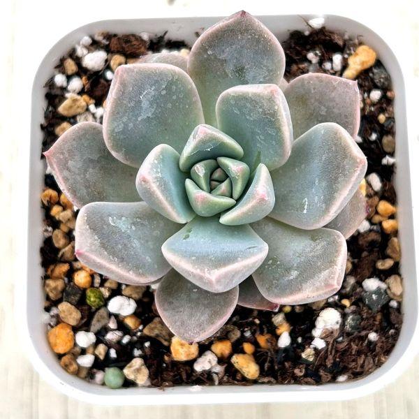 海外から輸入のエケベリアです。当農場がカット苗を発根し、鉢上げしたものをお送りします。サイズ：2.5寸鉢※写真は見本です。実際のお届けの苗と大きさや姿が異なることがございます。※子が付いている写真の場合は子が付いていないものが届くことがあり...