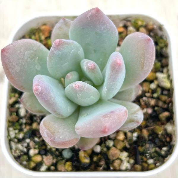 海外から輸入のエケベリアです。当農場がカット苗を発根し、鉢上げしたものをお送りします。サイズ：2.5寸鉢※写真は見本です。実際のお届けの苗と大きさや姿が異なることがございます。※子が付いている写真の場合は子が付いていないものが届くことがあり...