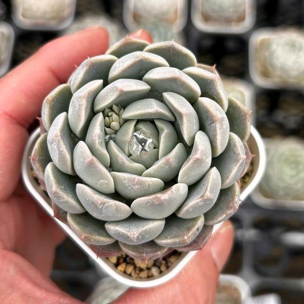 多肉植物 エケベリア セブンフェアリーズ 7.5cmポット苗 : ハニー