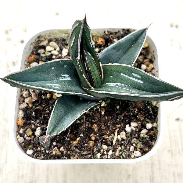 多肉植物 アガベ フェルディナンディレギス 7.5cmポット苗 : ハニー