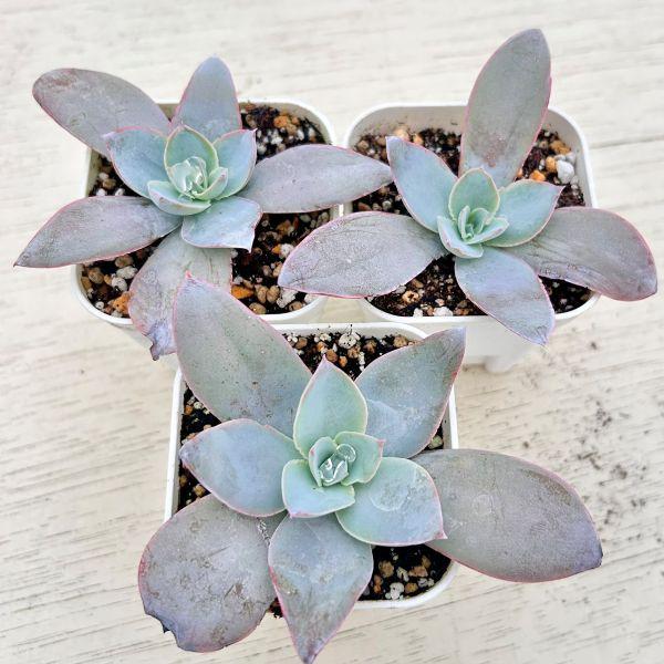 海外から輸入のエケベリアです。当農場がカット苗を発根し、鉢上げしたものをお送りします。サイズ：2.5寸鉢※写真は見本です。実際のお届けの苗と大きさや姿が異なることがございます。※子が付いている写真の場合は子が付いていないものが届くことがあり...