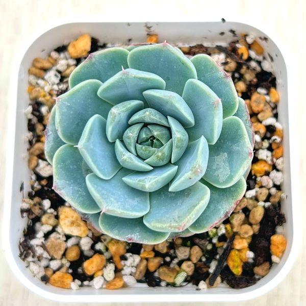 海外から輸入のエケベリアです。当農場がカット苗を発根し、鉢上げしたものをお送りします。サイズ：2.5寸鉢※写真は見本です。実際のお届けの苗と大きさや姿が異なることがございます。※子が付いている写真の場合は子が付いていないものが届くことがあり...