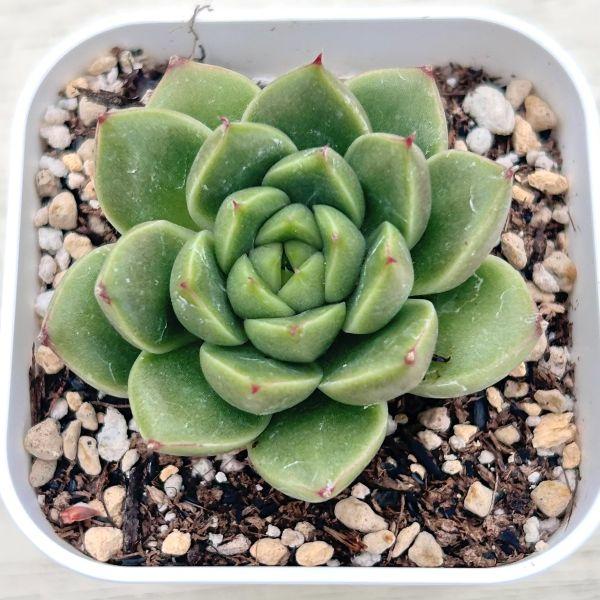 多肉植物 エケベリア スプリングスプリング 7.5cmポット苗 : ハニー