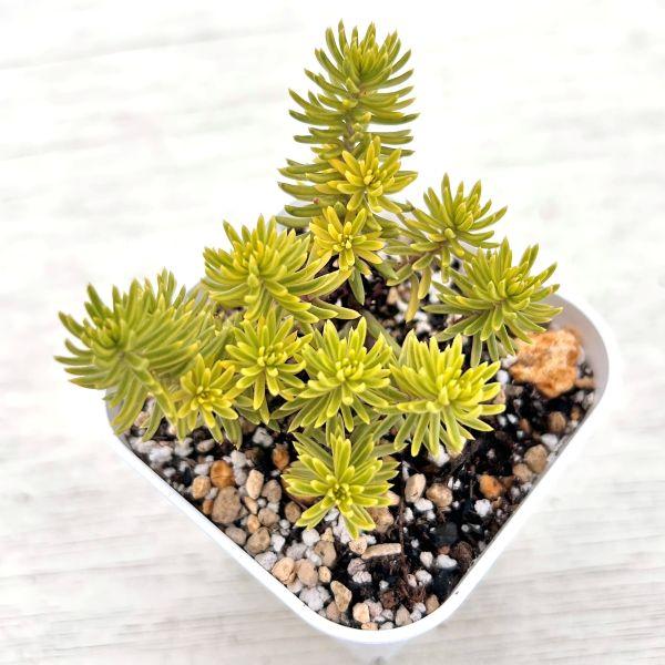 多肉植物 ペトロセダム ゴールドアンジェ 7.5cmポット苗 : ハニー