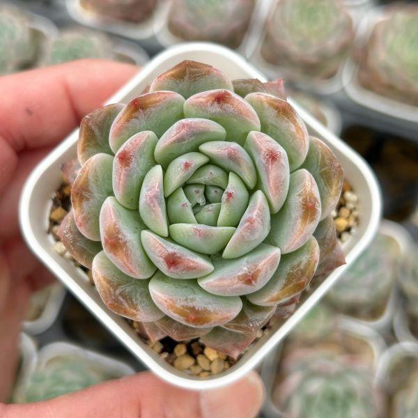 多肉植物 エケベリア ロックシュガークリスタル 7.5cmポット苗