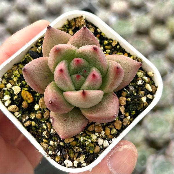 多肉植物 エケベリア ロカ 7.5cmポット苗 : ハニーミント - 通販