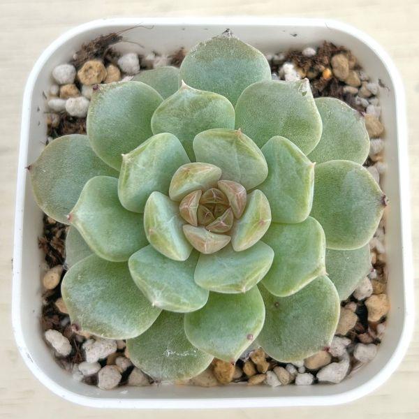 多肉植物 エケベリア ピンクアイスソウル 7.5cmポット苗 : ハニー