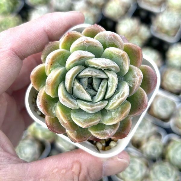 多肉植物 エケベリア イリュージョンバブル 7.5cmポット苗 : ハニー