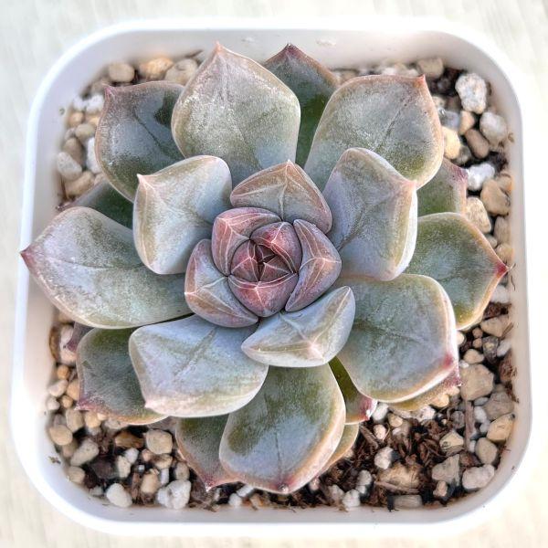 ◇【現品　発根済み】ナイチンゲール　多肉 多肉植物 エケベリア ナイチンゲール 7.5cmポット苗 : ハニーミント