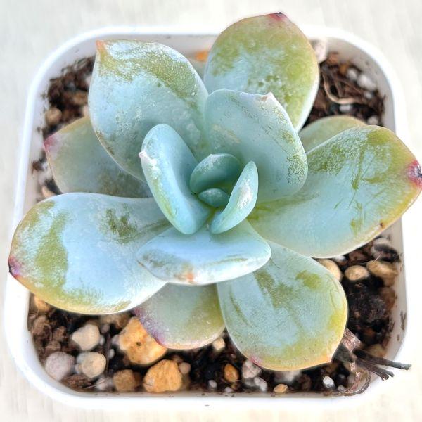 多肉植物 エケベリア 抹茶 7.5cmポット苗 : ハニーミント - 通販