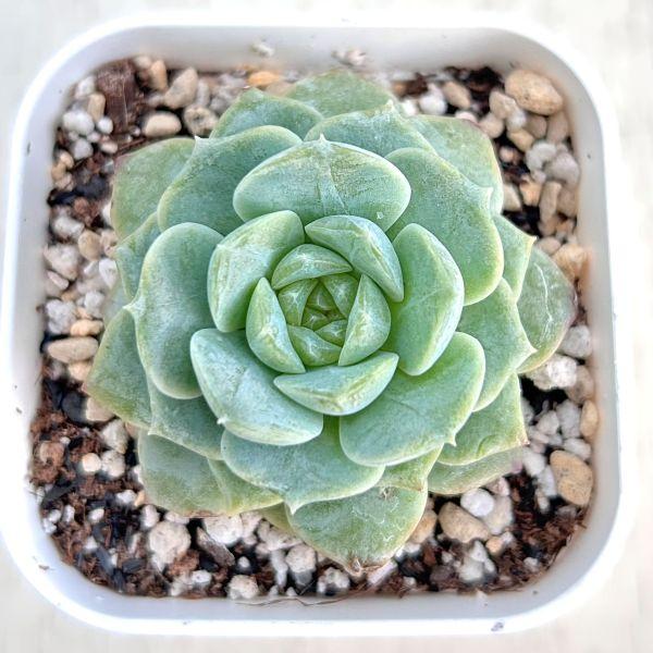 多肉植物 エケベリア クリームジェニー 7.5cmポット苗 : ハニーミント