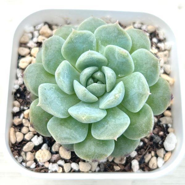 多肉植物　韓国苗　シーソルトミント　抜き苗 多肉植物 韓国苗 シーソルトミント 木立 発根済み - メルカリ