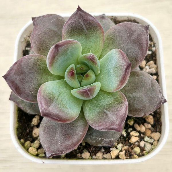 海外から輸入のエケベリアです。当農場がカット苗を発根し、鉢上げしたものをお送りします。サイズ：2.5寸鉢※写真は見本です。実際のお届けの苗と大きさや姿が異なることがございます。※子が付いている写真の場合は子が付いていないものが届くことがあり...