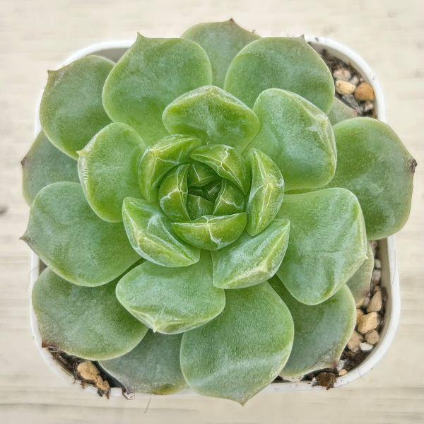 多肉植物 エケベリア ブルーベリーバブル 7.5cmポット苗 : ハニー