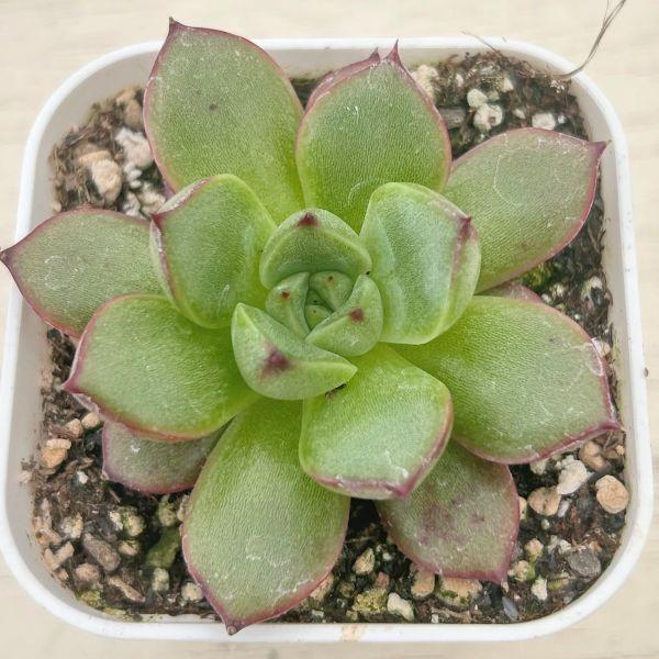 Top【選抜株】多肉植物　265265レッドブル　35個　鉢無し/脱土 多肉植物 エケベリア レッドブル 7.5cmポット苗 : ハニーミント - 通販