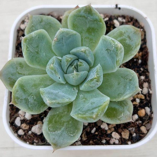 多肉植物 エケベリア ローズムーンシャドウ 7.5cmポット苗 : ハニー