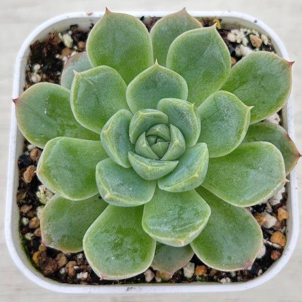 多肉植物 エケベリア アルバ×マタドール 7.5cmポット苗 : ハニーミント