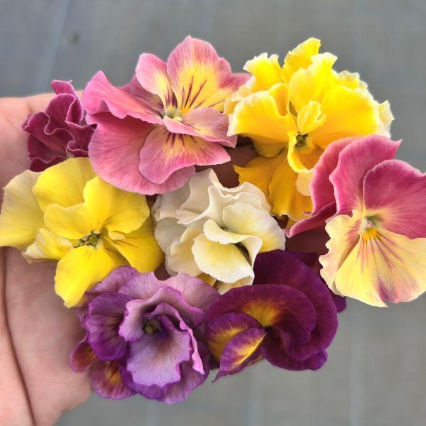 【当店農場生産】伝説の八重パンジー ファビュラス（花なし苗） 9cmポット苗 花壇や寄せ植えに♪