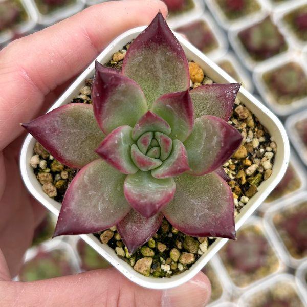 多肉植物 エケベリア ブラッドローズ 7.5cmポット苗 : ハニーミント