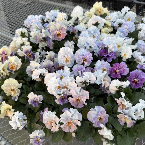 【当店農場生産】パンジー シエルブリエ ブルーミックス（花なし苗） 9cmポット苗 花日和さんオリジナル