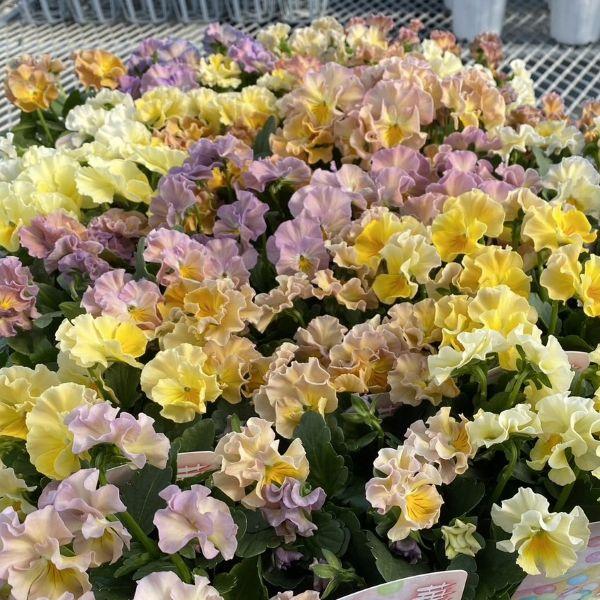 【当店農場生産】ビオラ 華あられ（花なし苗） 9cmポット苗 花日和さんオリジナル