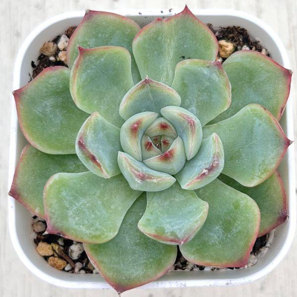 海外から輸入のエケベリアです。当農場がカット苗を発根し、鉢上げしたものをお送りします。サイズ：2.5寸鉢※写真は見本です。実際のお届けの苗と大きさや姿が異なることがございます。※子が付いている写真の場合は子が付いていないものが届くことがあり...