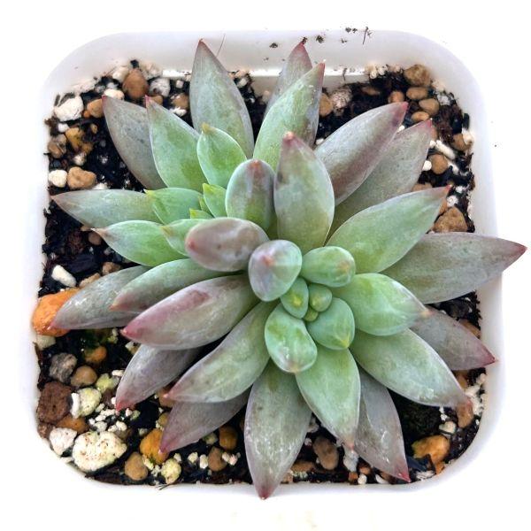 多肉植物 パキフィツム コーンポピー 7.5cmポット苗 : ハニーミント