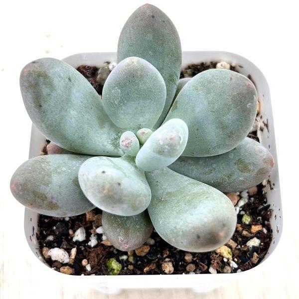 多肉植物 パキフィツム バービーミルク 7.5cmポット苗 : ハニーミント