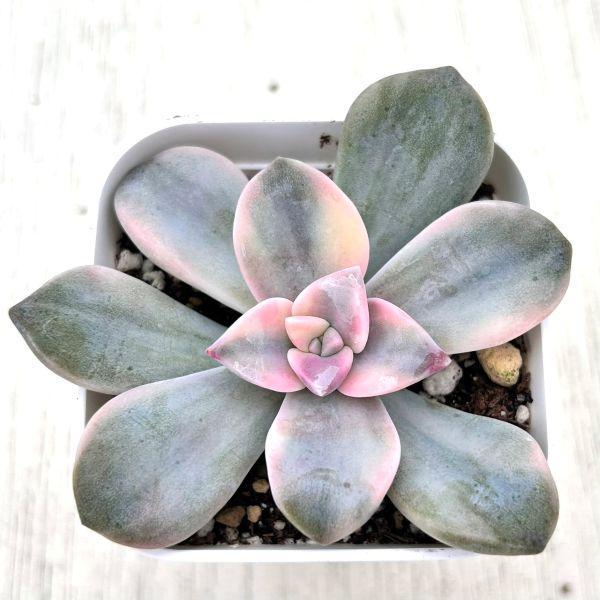 多肉植物 グラプトペタルム パープルディライト錦 7.5cmポット苗