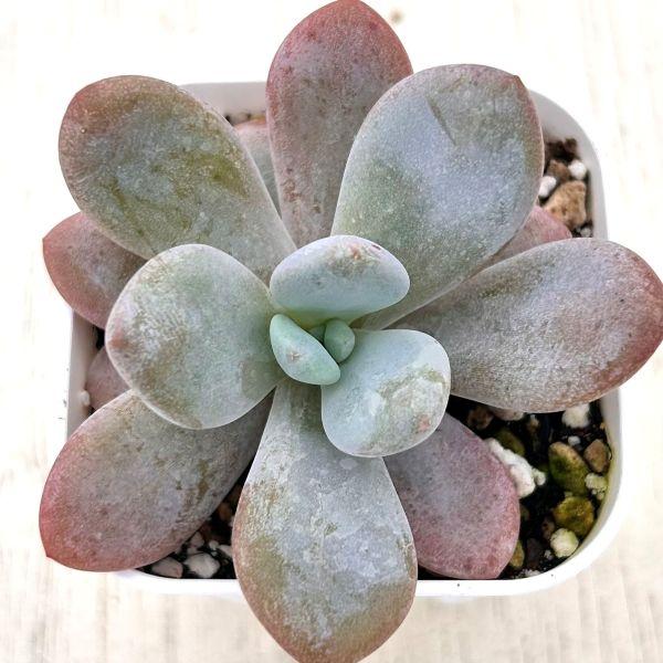 72#多肉植物アエオニウム錦❤️ 火神祝融セッカ ❤️24cm拔き苗 多肉植物 Z424 ピンクラビット 24株 抜き苗 エケベリア セダム