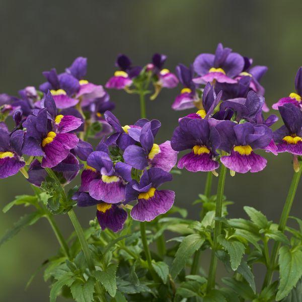 濃い紫色でシックな花色のネメシアです。長期間かわいい花が楽しめます。サイズ：3寸鉢（写真2枚目参照）※写真は見本です。実際のお届けの苗と大きさや姿が異なることがございます。※花はついておりません。※登録品種につき、販売目的での増殖は禁じられ...
