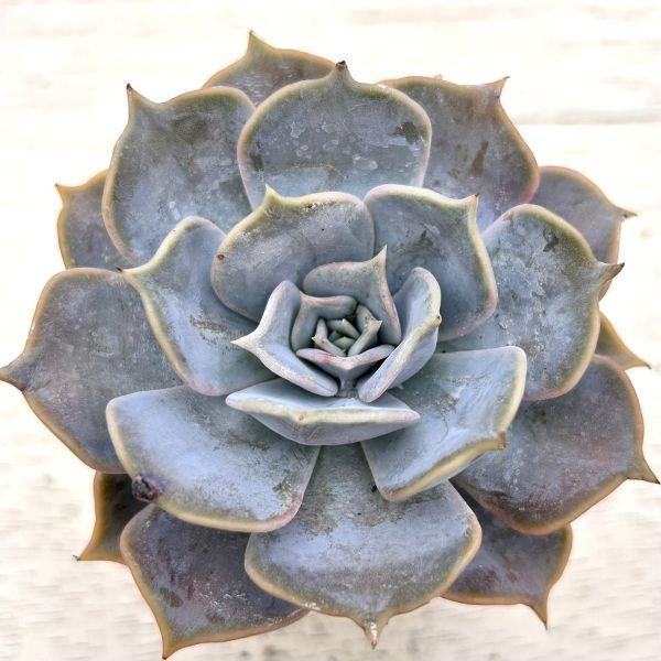 海外から輸入のエケベリアです。当農場がカット苗を発根し、鉢上げしたものをお送りします。サイズ：2.5寸鉢※写真は見本です。実際のお届けの苗と大きさや姿が異なることがございます。※子が付いている写真の場合は子が付いていないものが届くことがあり...