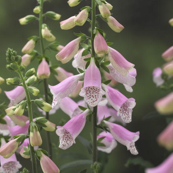 大きな株になり、花壇のシンボル的な役割を果たしてくれます。株も大きく、仕上がりも大きくなります。鉢植え、花壇植え共にお勧めです！サイズ：3寸鉢※写真は見本です。実際のお届けの苗と大きさや姿が異なることがございます。※花はついておりません。