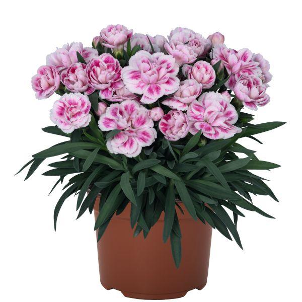 春から晩秋まで長期間花を楽しめる品種になります。株はコンパクトにまとまり、ボリュームのある草姿になります。サイズ：3寸鉢（写真2枚目参照）※写真は見本です。実際のお届けの苗と大きさや姿が異なることがございます。※季節により葉の色が濃くなった...