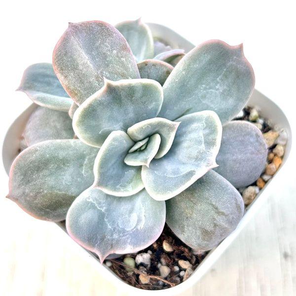 海外から輸入のエケベリアです。当農場がカット苗を発根し、鉢上げしたものをお送りします。別名：マーブル錦と呼ばれています。サイズ：2.5寸鉢※写真は見本です。実際のお届けの苗と大きさや姿が異なることがございます。※子が付いている写真の場合は子...