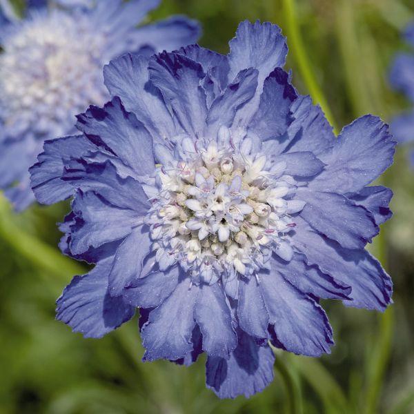 切り花としても使用できる背が高くなるスカビオサです。基本的には宿根草ですが、夏に弱いため、1年草として扱います。寒さには非常に強いです。サイズ：3寸鉢※写真は見本です。実際のお届けの苗と大きさや姿が異なることがございます。※季節により葉の色...