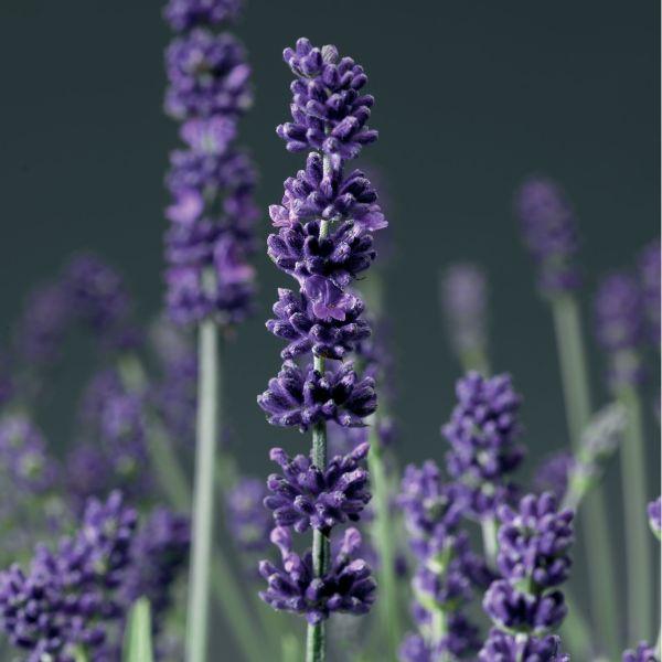 当店農場生産】ラベンダー アロマティコブルー 9cmポット苗ポイント