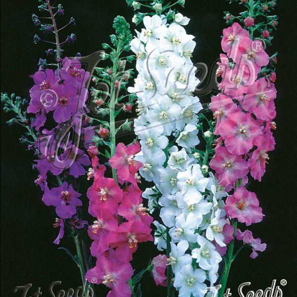 切り花としても使用できる背が高くなる品種です。花壇や畑、鉢植えの場合は支柱が必要になります。寒さには非常に強いです。サイズ：3寸鉢※色は写真のうちのいずれかの色が咲きます（色の指定はできません）※写真は見本です。実際のお届けの苗と大きさや姿...