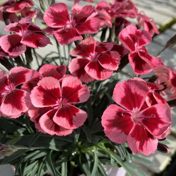 春から晩秋まで長期間花を楽しめる品種になります。株はコンパクトにまとまり、ボリュームのある草姿になります。サイズ：3寸鉢（写真3枚目参照）※写真は見本です。実際のお届けの苗と大きさや姿が異なることがございます。※季節により葉の色が濃くなった...