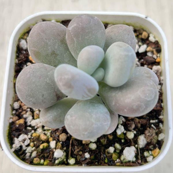 海外から輸入のエケベリアです。当農場がカット苗を発根し、鉢上げしたものをお送りします。サイズ：2.5寸鉢※写真は見本です。実際のお届けの苗と大きさや姿が異なることがございます。※子が付いている写真の場合は子が付いていないものが届くことがあり...