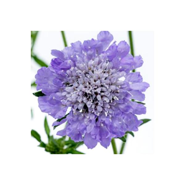 切り花としても使用できる背が高くなるスカビオサです。大輪の花で優しい色合いの花が咲きます。基本的には宿根草ですが、夏に弱いため、1年草として扱います。寒さには非常に強いです。サイズ：3寸鉢※写真は見本です。実際のお届けの苗と大きさや姿が異な...