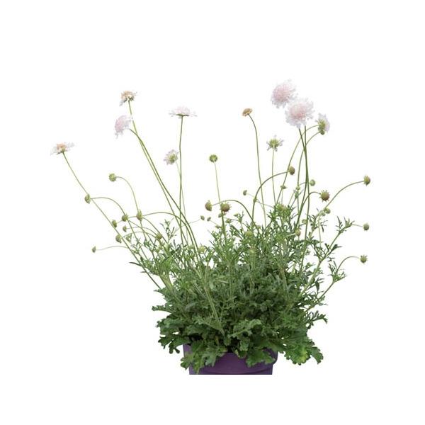 切り花としても使用できる背が高くなるスカビオサです。大輪の花で優しい色合いの花が咲きます。基本的には宿根草ですが、夏に弱いため、1年草として扱います。寒さには非常に強いです。サイズ：3寸鉢※写真は見本です。実際のお届けの苗と大きさや姿が異な...