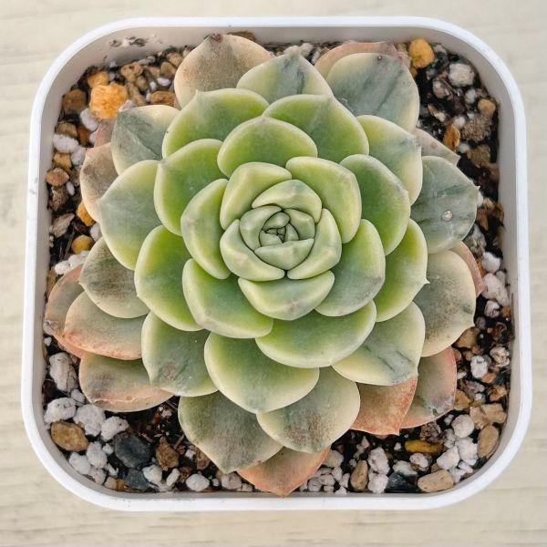 海外から輸入のエケベリアです。当農場がカット苗を発根し、鉢上げしたものをお送りします。サイズ：2.5寸鉢※写真は見本です。実際のお届けの苗と大きさや姿が異なることがございます。※子が付いている写真の場合は子が付いていないものが届くことがあり...