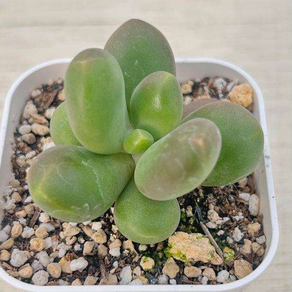 海外から輸入のエケベリアです。当農場がカット苗を発根し、鉢上げしたものをお送りします。サイズ：2.5寸鉢※写真は見本です。実際のお届けの苗と大きさや姿が異なることがございます。※子が付いている写真の場合は子が付いていないものが届くことがあり...