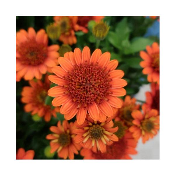 個性的な花色のオステオスペルマムです。草姿はコンパクトで芽数が多く株いっぱいに花を咲かせます。春から初夏にかけて開花します。※霜による白い斑点が葉についている苗があります。サイズ：3寸鉢（写真3枚目参照）※写真は見本です。実際のお届けの苗と...