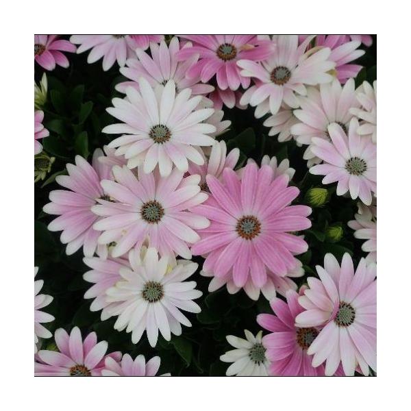 鮮やかな花色のオステオスペルマムです。草姿はコンパクトで芽数が多く株いっぱいに花を咲かせます。春から初夏にかけて開花します。※霜による白い斑点が葉についている苗があります。サイズ：3寸鉢（写真3枚目参照）※写真は見本です。実際のお届けの苗と...